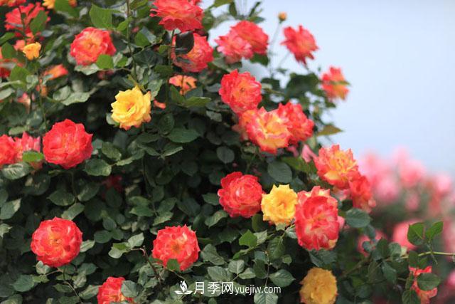藤本月季為什么不開(kāi)花？(圖1)