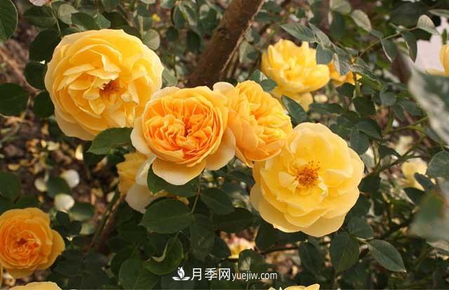 藤本月季為什么不開(kāi)花？(圖2)