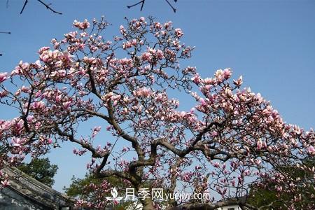 紅玉蘭和紫玉蘭的區別(圖3)