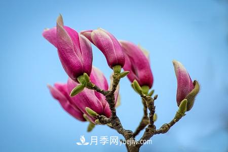 紅玉蘭和紫玉蘭的區別(圖1)