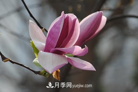 紅玉蘭和紫玉蘭的區別(圖2)