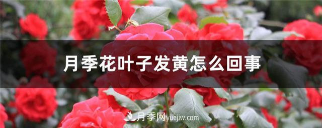 月季花葉子發(fā)黃怎么回事？4個(gè)原因(圖1)