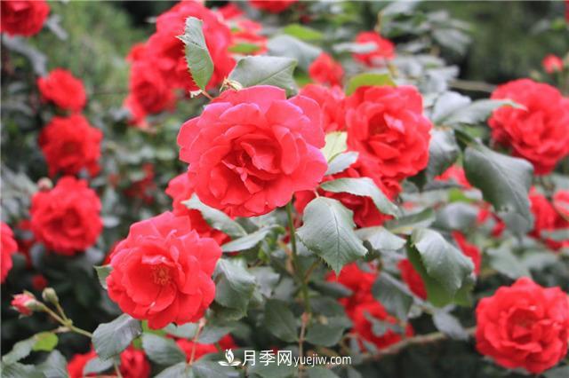月季花葉子發(fā)黃怎么回事？4個(gè)原因(圖2)