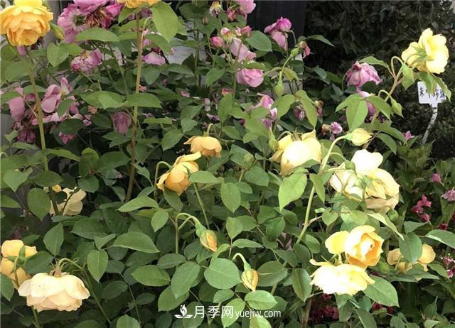 月季花葉子發(fā)黃怎么回事？4個(gè)原因(圖3)