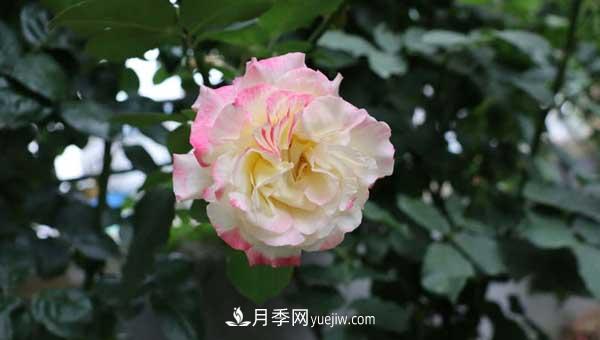 月季花盲枝是怎么回事？怎么處理？(圖2)