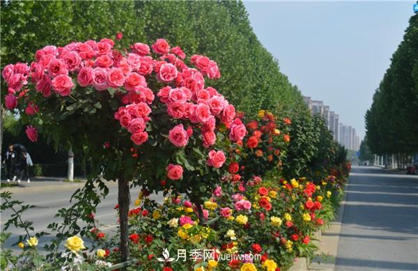 月季樹(shù)高貴典雅，做行道樹(shù)效果奇佳(圖1)
