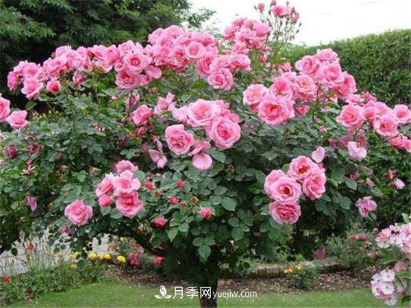 月季樹(shù)高貴典雅，做行道樹(shù)效果奇佳(圖3)