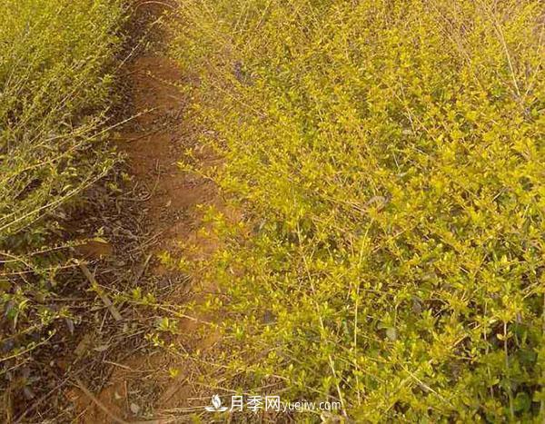 連翹的生長(cháng)習性，品種與類(lèi)別的介紹(圖1)