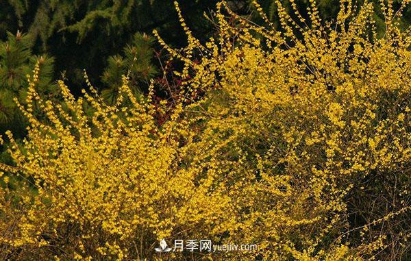 連翹的生長(cháng)習性，品種與類(lèi)別的介紹(圖3)
