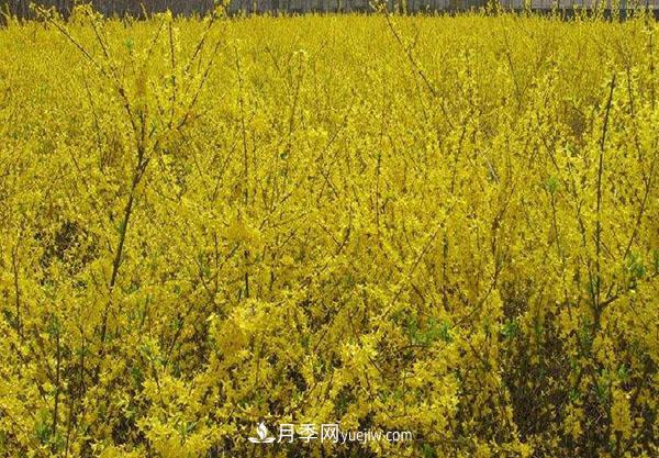 連翹的生長(cháng)習性，品種與類(lèi)別的介紹(圖2)