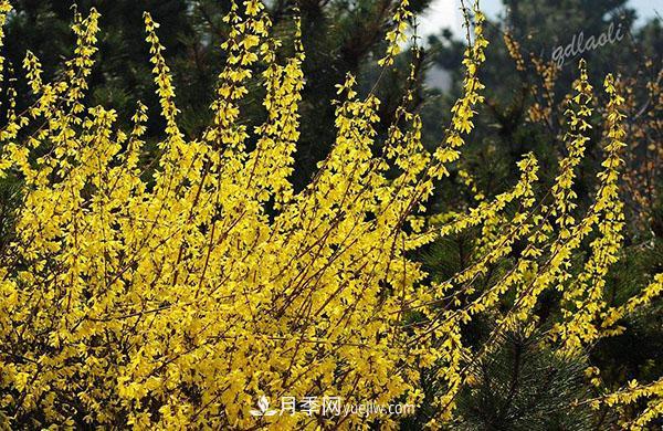 連翹的生長(cháng)習性，品種與類(lèi)別的介紹(圖4)