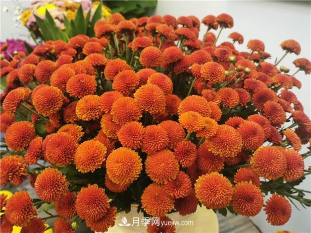 開(kāi)封第38屆菊花文化節盛大開(kāi)幕美圖來(lái)襲(圖5)