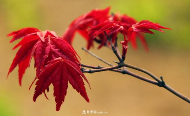 日本紅楓、美國紅楓、中國紅楓這樣區分，認識這種彩葉苗木(圖1)