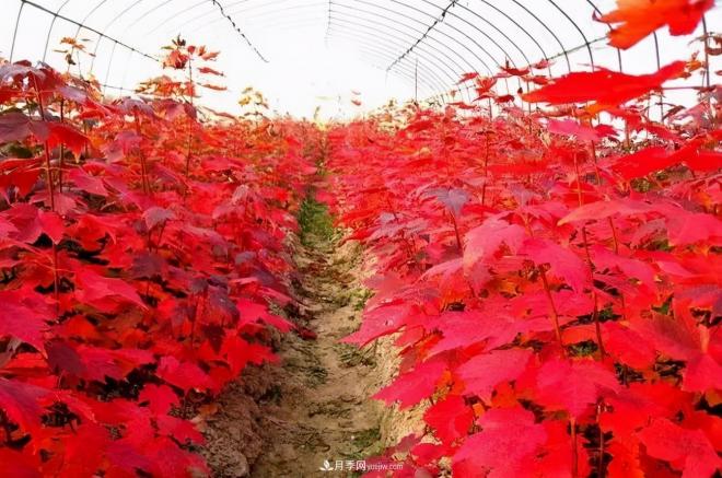 日本紅楓、美國紅楓、中國紅楓這樣區分，認識這種彩葉苗木(圖8)