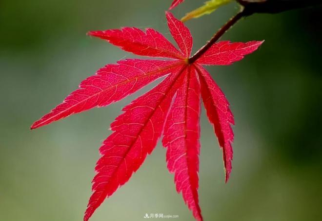 日本紅楓、美國紅楓、中國紅楓這樣區分，認識這種彩葉苗木(圖5)