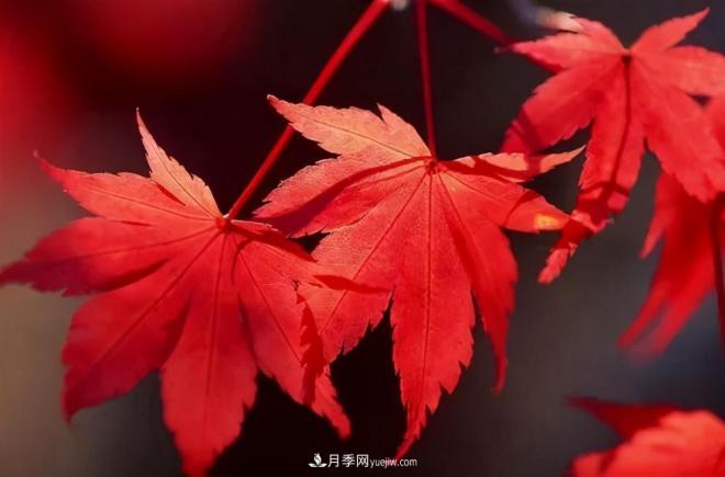 日本紅楓、美國紅楓、中國紅楓這樣區分，認識這種彩葉苗木(圖4)