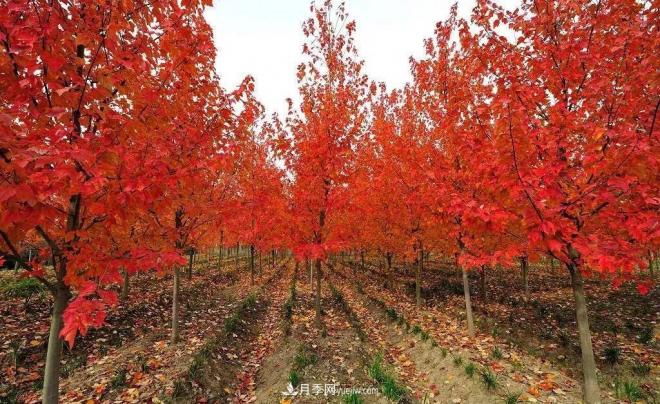 日本紅楓、美國紅楓、中國紅楓這樣區分，認識這種彩葉苗木(圖9)