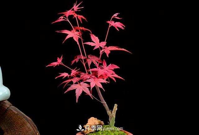 日本紅楓、美國紅楓、中國紅楓這樣區分，認識這種彩葉苗木(圖7)