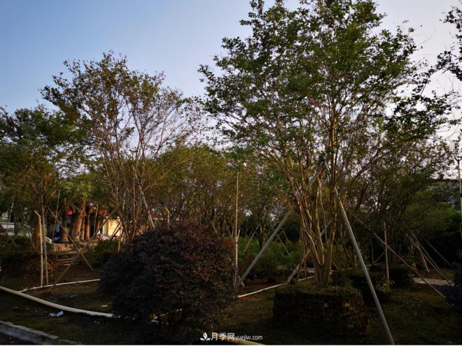 廣東省中山市橫欄鎮，這個(gè)3萬(wàn)畝的花木之鄉，畝均年產(chǎn)值竟達10萬(wàn)元(圖7)