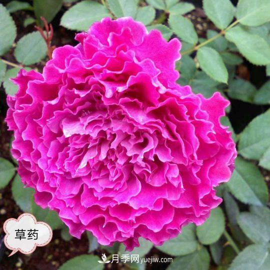 十月，月季栽種好時(shí)節，一堆月季小苗品種推薦(圖1)