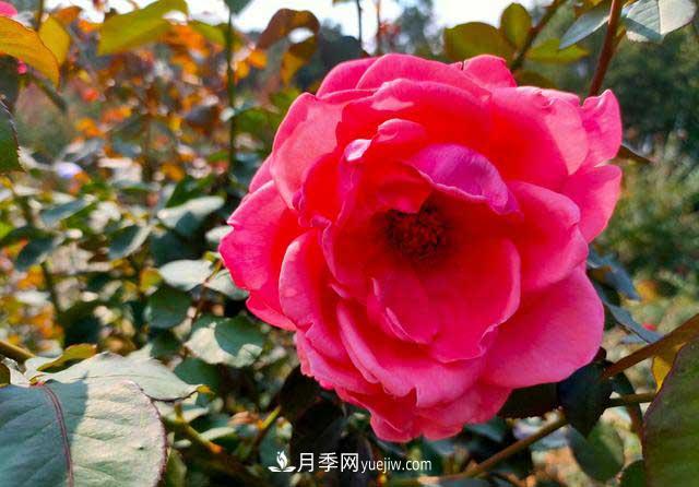 《七絕·月季花》月月飄香月月紅，丹葩弄影笑秋風(fēng)(圖1)