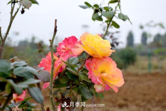 美若仙境！山東滕州市北辛街道這片醉人的月季花海等你來(lái)看(圖1)