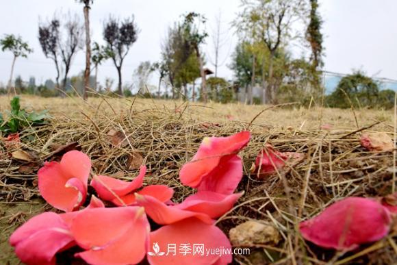 美若仙境！山東滕州市北辛街道這片醉人的月季花海等你來(lái)看(圖6)