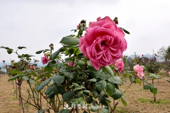 美若仙境！山東滕州市北辛街道這片醉人的月季花海等你來(lái)看(圖5)