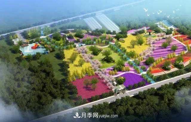 山東滕州北辛街道建成一座月季花海，總占地100畝真漂亮！(圖1)
