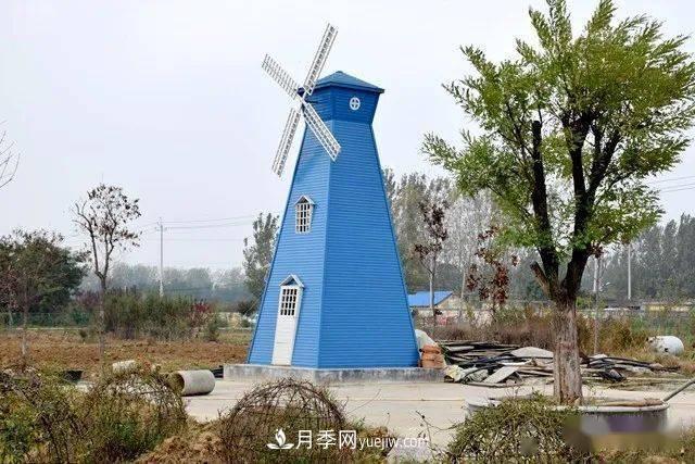 山東滕州北辛街道建成一座月季花海，總占地100畝真漂亮！(圖2)