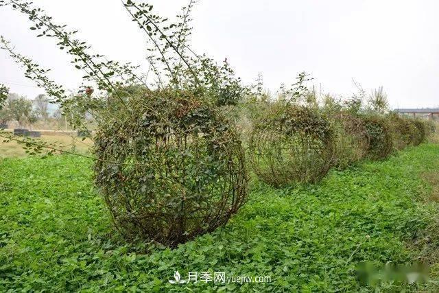 山東滕州北辛街道建成一座月季花海，總占地100畝真漂亮！(圖8)