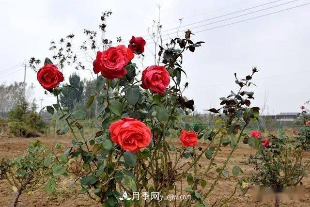 山東滕州北辛街道建成一座月季花海，總占地100畝真漂亮！(圖13)
