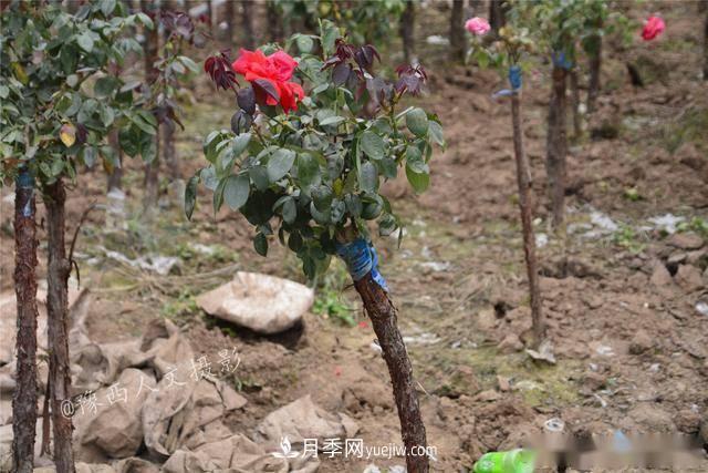 收來(lái)的月季老樁15塊錢(qián)一棵，枯死只能當柴火，走進(jìn)南陽(yáng)內鄉樹(shù)形月季園(圖2)