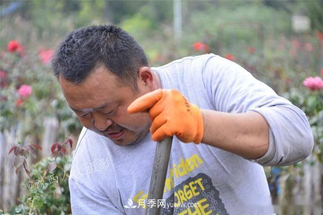 收來(lái)的月季老樁15塊錢(qián)一棵，枯死只能當柴火，走進(jìn)南陽(yáng)內鄉樹(shù)形月季園(圖7)