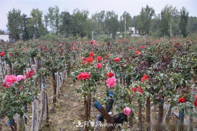 收來(lái)的月季老樁15塊錢(qián)一棵，枯死只能當柴火，走進(jìn)南陽(yáng)內鄉樹(shù)形月季園(圖8)