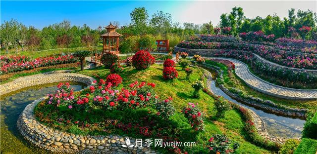 河南南陽(yáng)：香飄中國月季之鄉 美麗盆地花海如潮(圖1)