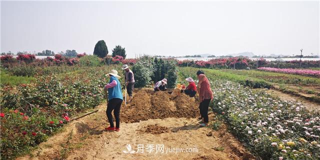 河南南陽(yáng)：香飄中國月季之鄉 美麗盆地花海如潮(圖2)