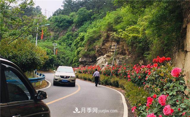 河南南陽(yáng)：香飄中國月季之鄉 美麗盆地花海如潮(圖3)