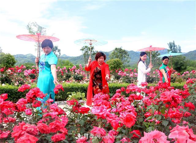 河南南陽(yáng)：香飄中國月季之鄉 美麗盆地花海如潮(圖4)
