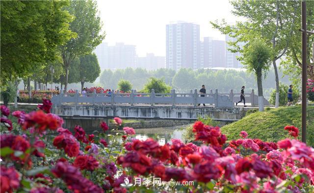 河南南陽(yáng)：香飄中國月季之鄉 美麗盆地花海如潮(圖6)