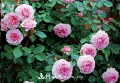 不可錯過(guò)的經(jīng)典灌木月季品種介紹大全！(圖10)