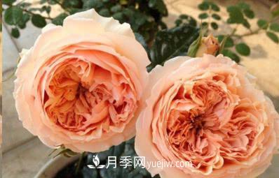 不可錯過(guò)的經(jīng)典灌木月季品種介紹大全！(圖23)