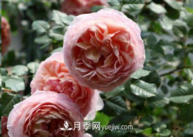 不可錯過(guò)的經(jīng)典灌木月季品種介紹大全！(圖1)