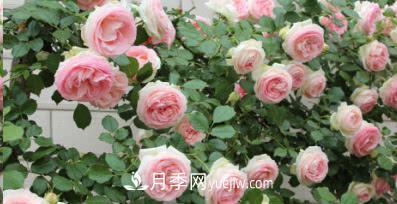 不可錯過(guò)的經(jīng)典灌木月季品種介紹大全！(圖19)