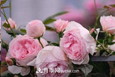 不可錯過(guò)的經(jīng)典灌木月季品種介紹大全！(圖6)