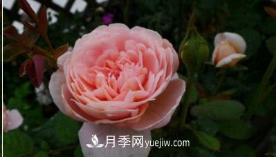 不可錯過(guò)的經(jīng)典灌木月季品種介紹大全！(圖9)