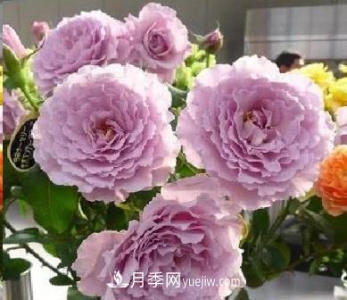 不可錯過(guò)的經(jīng)典灌木月季品種介紹大全！(圖22)