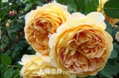 不可錯過(guò)的經(jīng)典灌木月季品種介紹大全！(圖5)