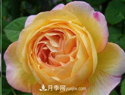 不可錯過(guò)的經(jīng)典灌木月季品種介紹大全！(圖14)