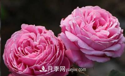 不可錯過(guò)的經(jīng)典灌木月季品種介紹大全！(圖17)